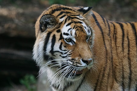 Tigre, Amurtiger, depredador, gato, carnívoros, siberiano, peligrosos