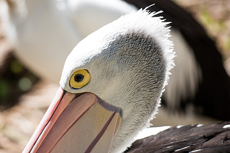 pelican, eye, bird, wildlife, animal, feather, head