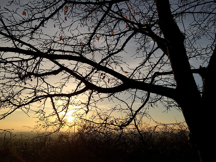 arbre, sol, natura, posta de sol, nit, tardor, paisatge