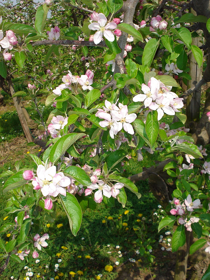 äppelblom, äppelträd, Blossom, Bloom, vit, Rosa, gren