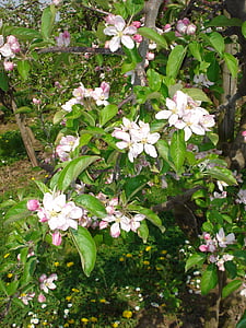 flor de maçã, árvore de maçã, flor, flor, Branco, -de-rosa, filial