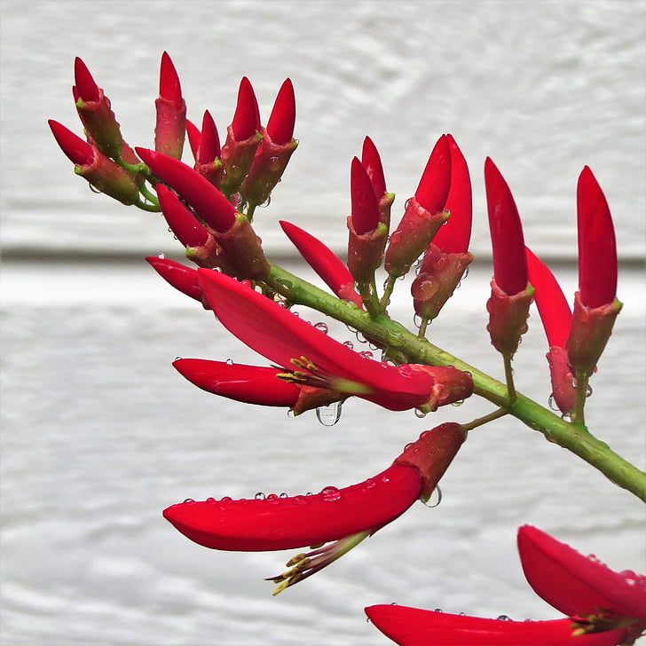 rood, bloem, firecracker plant