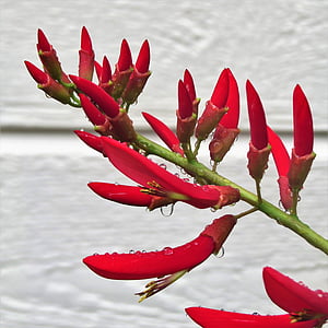vermelho, flor, planta do foguete