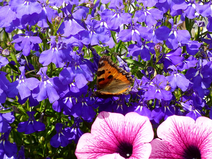 пеперуда, малка лисица, лобелия, лилаво, розово, цвете, Градина