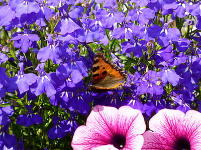 motýl, malá liška, Lobelia, fialová, růžová, květ, zahrada