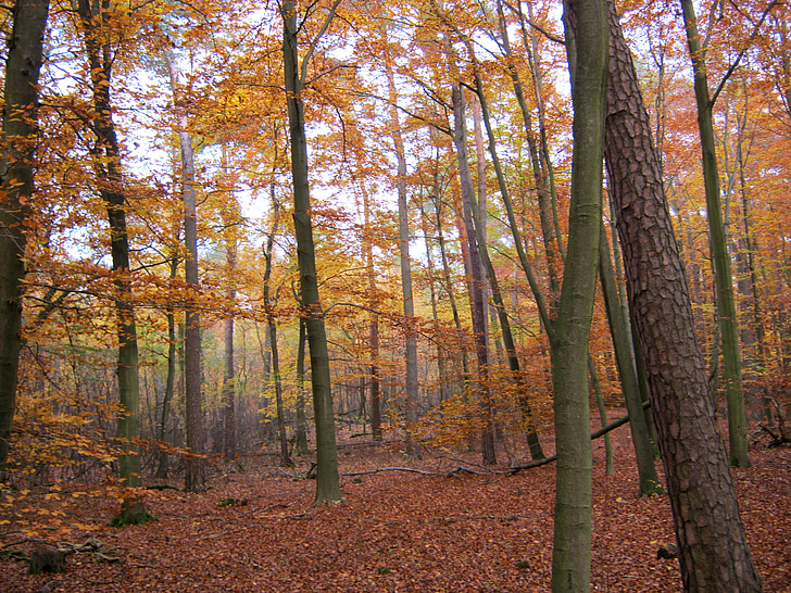 neskorej jesene, jesenného lesa, Halloween, listy, jeseň, objaví, Lístie pádu