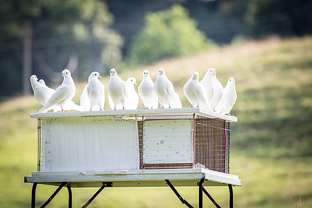 白い鳩, 鳩小屋, 鳥, 羽, 動物, 自然