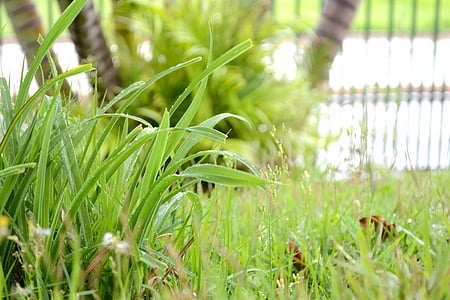 plantas, 斯, gramando, capim, gotas de chuva, 绿色, 植物