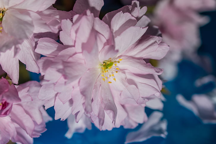 japanilainen kirsikka, Blossom, Bloom, kirsikankukka, lehdet, vaaleanpunainen, kevään