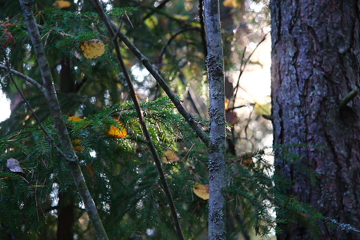 bosque, otoño, Finlandés
