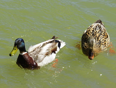 duck, river, mallard, waterfowl, nature, pond, ducks lake