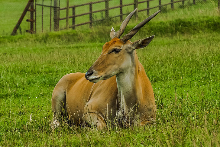 antelope, game, nature