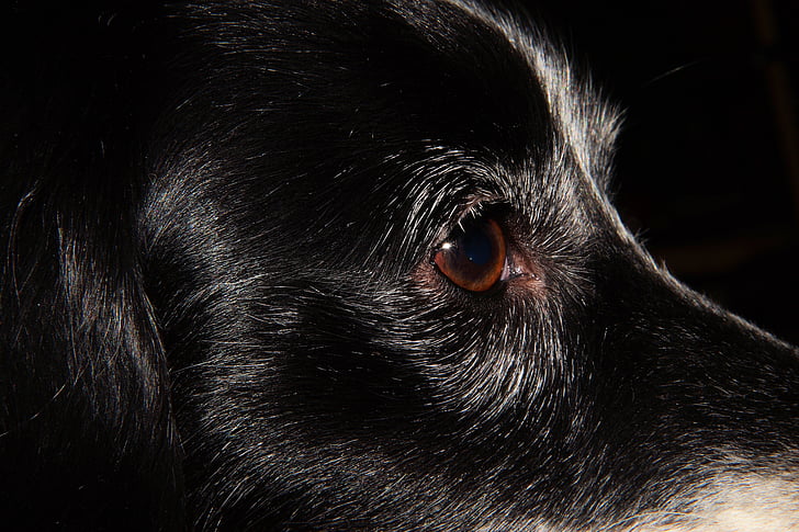 hond, kleine hond, Portret, ogen, sluiten