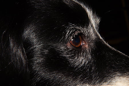 pes, majhen pes, portret, oči, blizu