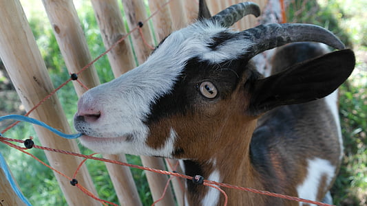 goat, billy goat, wild, horned, horns, farm, livestock