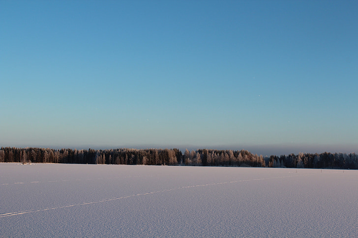 l'horitzó, paisatge d'hivern, bosc gelat