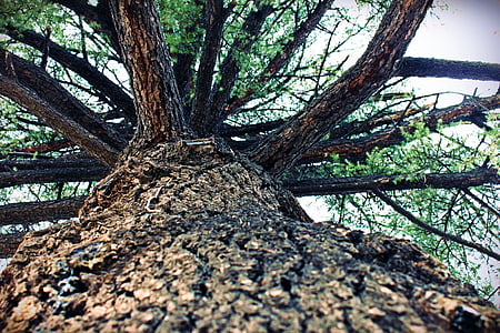 träd, Pine, trunk, bark, trä, grön, trädstammar