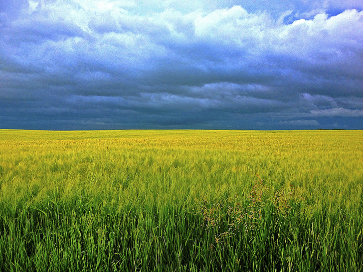 barley, grass, clouds, field, sunshine, grain, sky