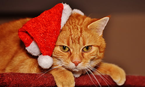 gato, vermelho, Natal, chapéu de Papai Noel, engraçado, bonito, cavala
