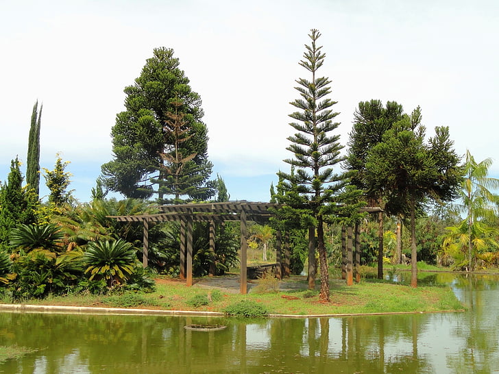 Brasilia, Brazīlija, Botāniskais dārzs, koki, dīķis, ūdens, pārdomas