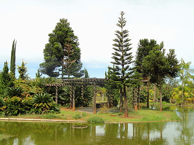 brasilia, brazil, botanical garden, trees, pond, water, reflections
