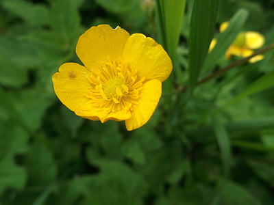 buttercup, pointed flower, flowers, yellow, wild flower