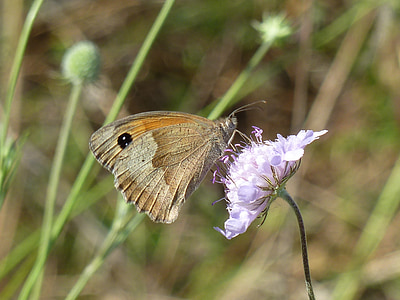 metulj, kot Jastučić za čiode cvet, blizu, cvet, poletje, insektov, narave