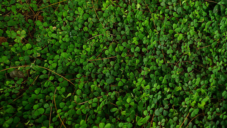 kleine groene blaadjes, kruipende gebladerte, tapijt van groen, achtergrond, gras heeft betrekking op de grond, kruiden, gazon