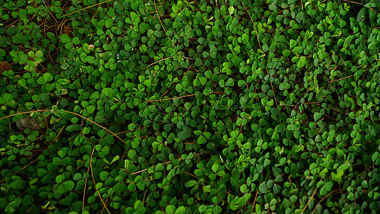 kleine grüne Blätter, schleichende Laub, Teppich grün, Hintergrund, Grass deckt den Boden, Kräuter, Rasen