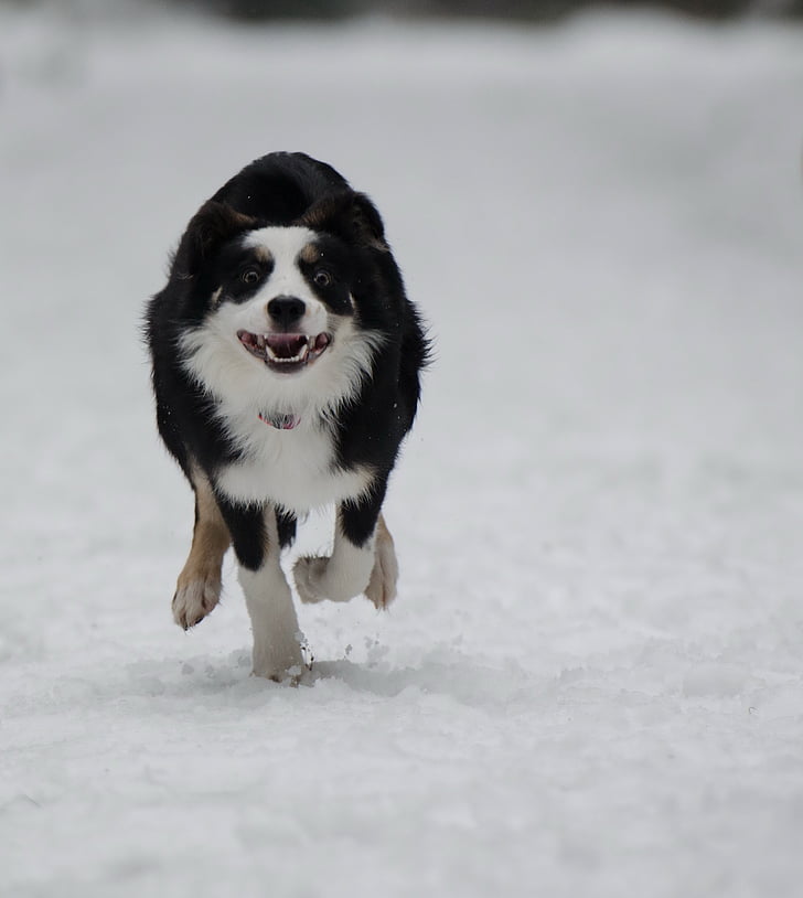 Border-collie, Winter, Schnee, laufender Hund, Hund, Haustiere, Tier