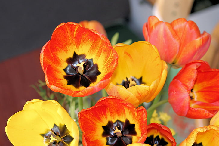 tulipas, buquê, Primavera, buquê de tulipa, colorido