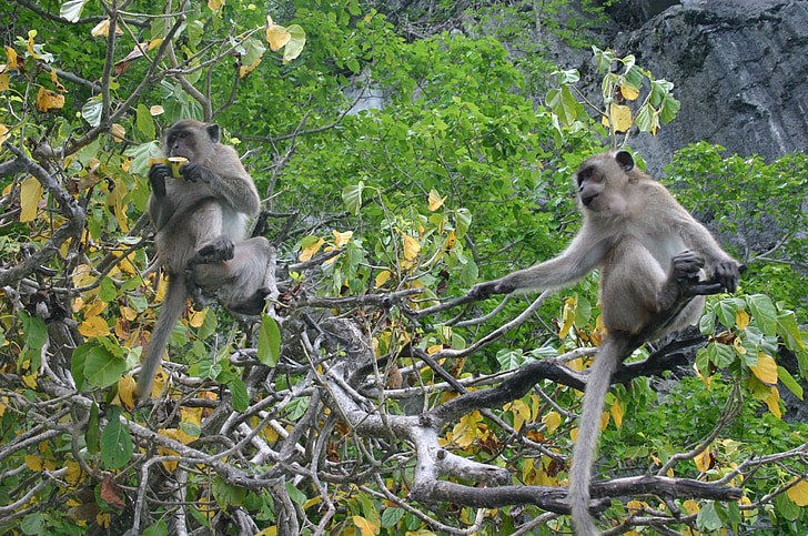 macaco, macaco, äffchen, mamífero, natureza-Tailândia