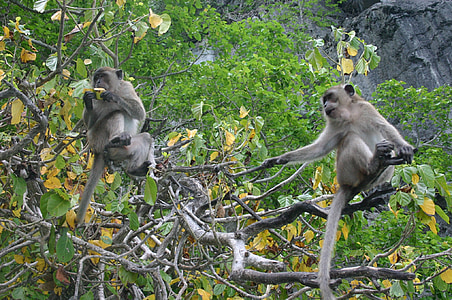 opica, opica, äffchen, sesalec, Tajskem narave