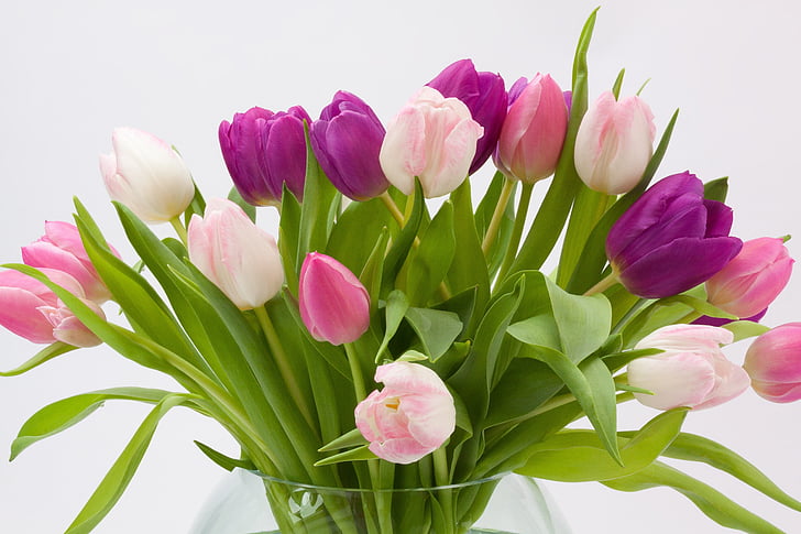 Tulip, Kytica tulipán, jarné kvety, Kytica, schnittblume, kvet, kvet
