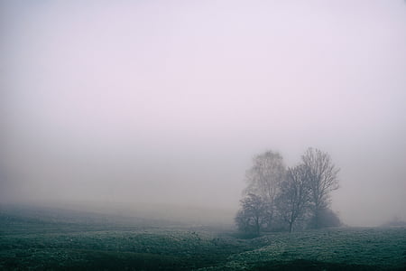 mist, veld, platteland, bomen, landbouw, platteland, weide