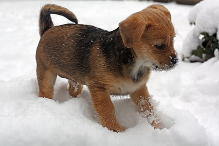 psiček, terier, sneg, pozimi, srčkano, pes, pet