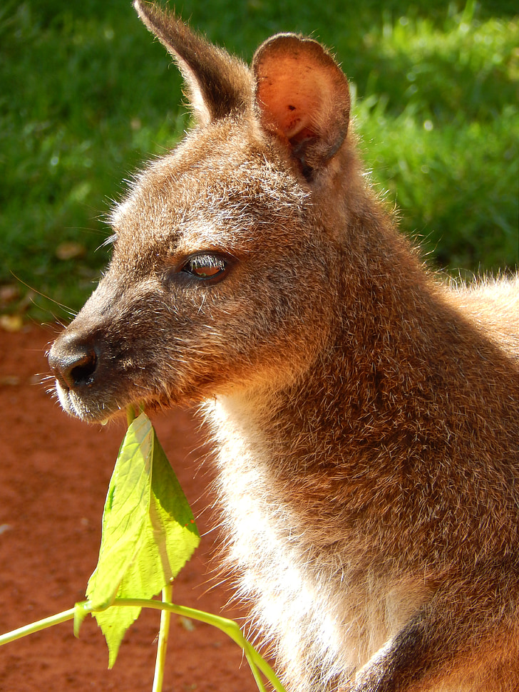 kangaroo, zoo, animal