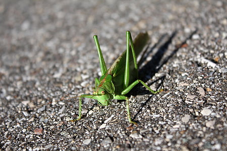 grasshopper, insect, creature, close, grasshopper flip, animal, green