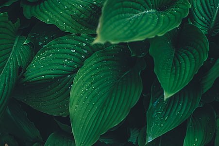 close-up, dew, green, leaves, plant, wet, nature