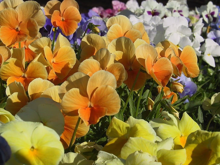 квіти, братки, барвистий, помаранчевий, Природа, завод, квітка