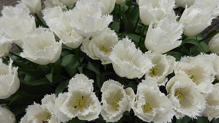 tulpaner, vit, blommor