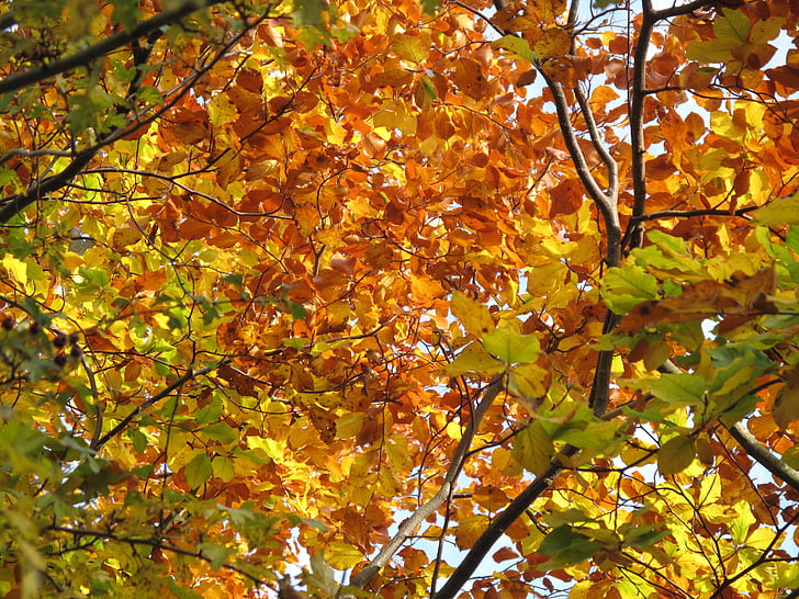 jeseni, listov, drevo, zlati jeseni