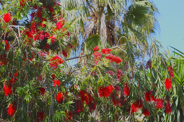 flowers, garden, nature, spring, red, flower garden, plant