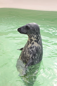 Robbe, zviera, vody, cicavec, svet zvierat, Severné more, Zoo