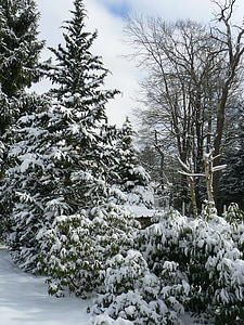Pine, träd, barrträd, landskap, naturen, snö, fältet