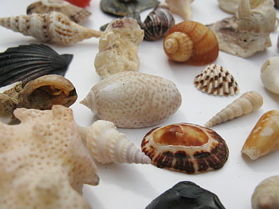mussels, marine gastropods, meeresbewohner, macro, sea animals, housing, mother of pearl