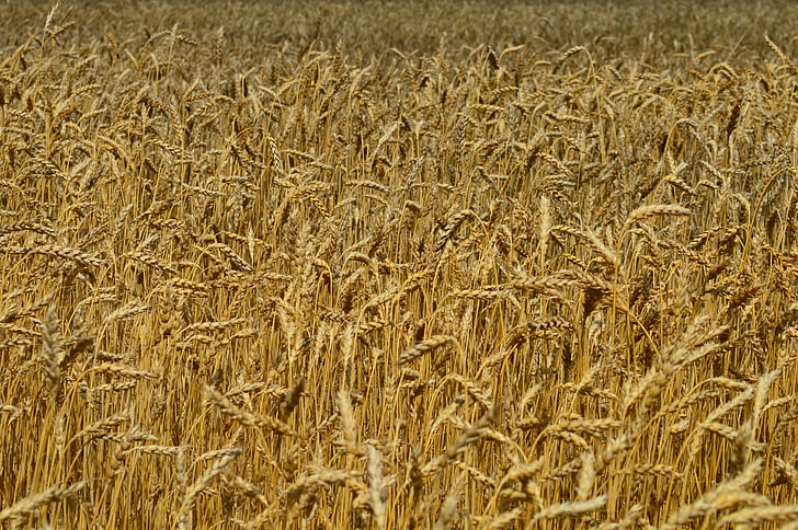 pšenice, uši kukuřice, pole, zemědělství, zemědělství, žlutá