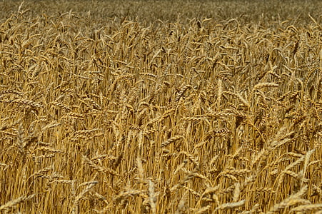 trigo, espigas de milho, campo, agricultura, agricultura, amarelo