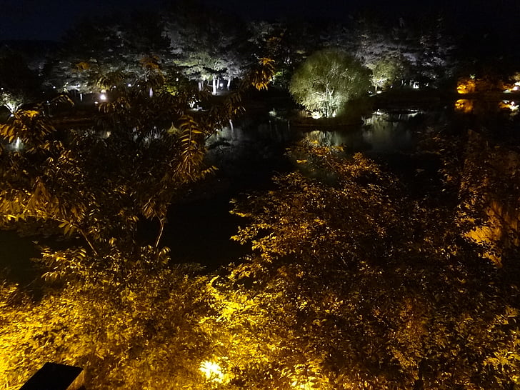 vista nocturna, bosc, nit, fusta, natura, arbre