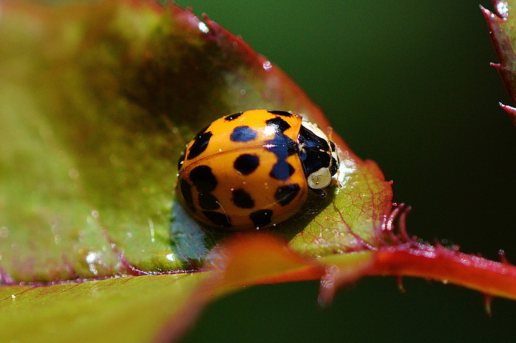 Ladybug, închide, insectă, Gândacul, natura, macro, Lucky farmec